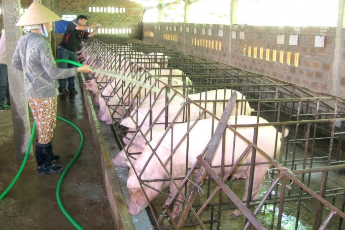 Lạng Sơn hướng tới chăn nuôi trang trại an toàn sinh học quy mô lớn