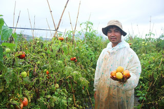 Nông dân Lâm Đồng nhổ bỏ hàng trăm ha cà chua vì dịch bệnh
