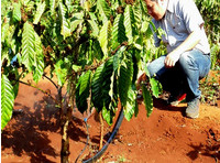 Tưới nước tiết kiệm và nâng cao hiệu quả sử dụng phân bón trong sản xuất cà phê bền vững ở Tây Nguyên'