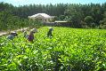 Kỹ thuật trồng và chăm sóc rừng cây keo lai hom