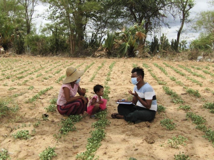 Sức bật của hạt giống ở vùng khô hạn Myanmar