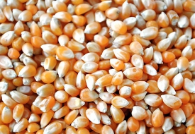 CORN SEED